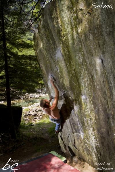 Flori in "Scent of mushroom"